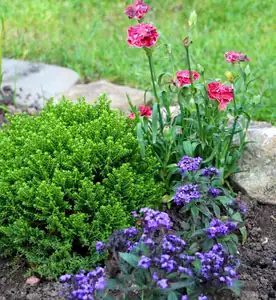 dianthus a vanilka