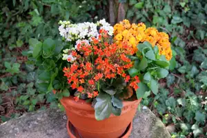 kalanchoe