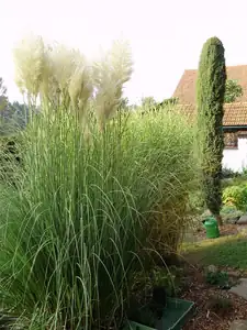 Cortadelie