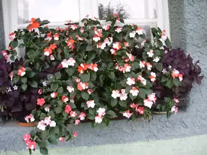 muškatek — 31. července 2014