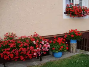 muškatek — 31. července 2014