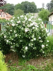 muškatek — 31. července 2014