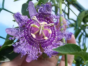 P.Blue Compani ?