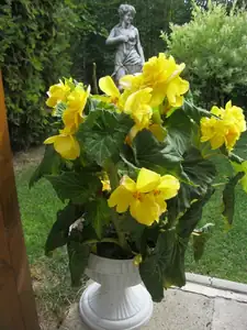 Begonie