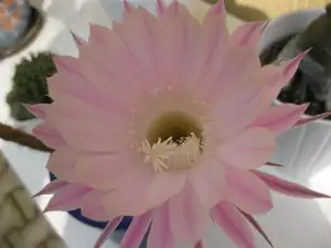 Kaktus