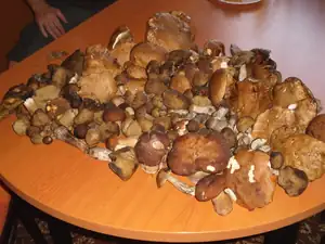 úterní úlovek z pod Velké Javořiny