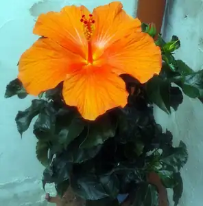 iris66 — 12. srpna 2014