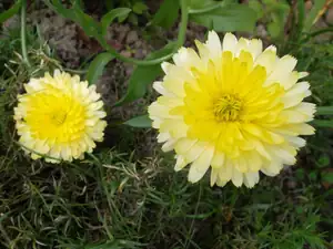 ludmila60 — 21. srpna 2014