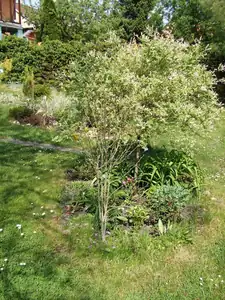 iris66 — 11. května 2011