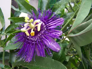 Passiflora insence