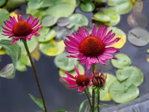 Krásná Echinacea purpurea vintage wine