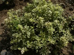 Citronové oregano
