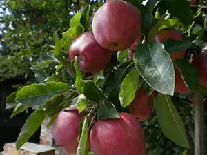 bumble-bee — 24. srpna 2014