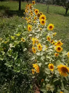 Slunečnice