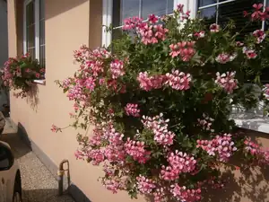 Na parapetech