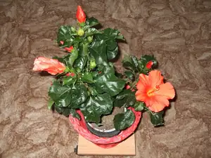iris66 — 31. srpna 2014