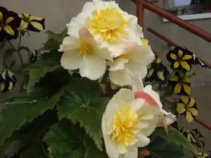 iris66 — 31. srpna 2014