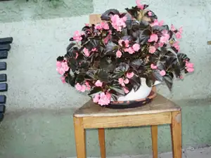 Begonka