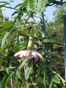 Všechny květy passiflora pinnatistipula- mučenka