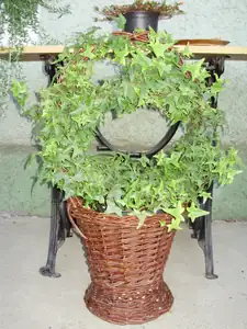Břečtan