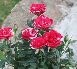 panašovaná růžička