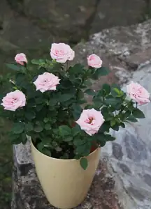 růžička