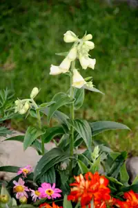 digitalis