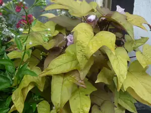ipomea