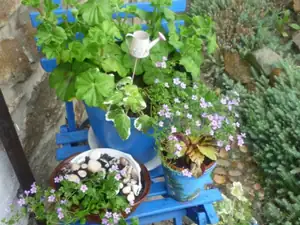 bacopa , muškát