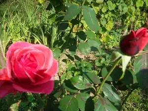 ludmila60 — 21. září 2014