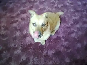 Tenhle pejsek si nás chtěl adoptovat :)
