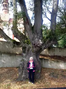 mamča