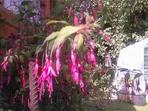 fuchsie