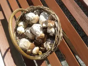iris66 — 27. září 2014