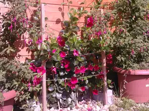 mandevila fuchsie