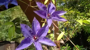 clematis