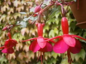 Fuchsie
