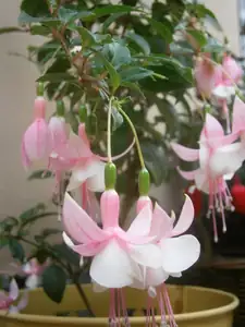 Fuchsie