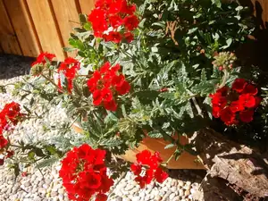 Verbena