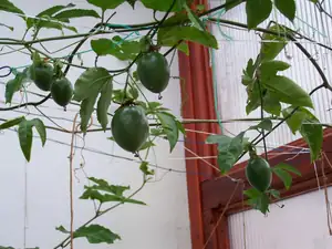 také mučenka flavicarpa druhá úroda