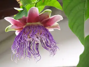 Passiflora gvadrangularis pokračuje v kvetení