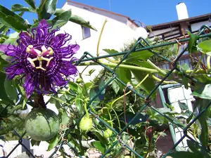 Passiflora incense