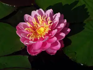 leknín-Perrys pink opal