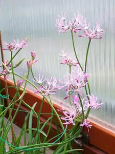 Nerine