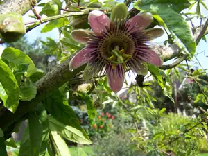 Passiflora Belotii