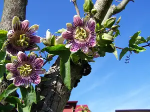 Passiflora Belotii