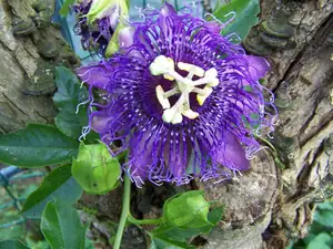 Passiflora byte