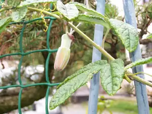 P.pinnatistipula poupě které již nerozkvete