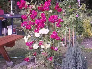 pnoucí růže