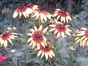 rudbekie